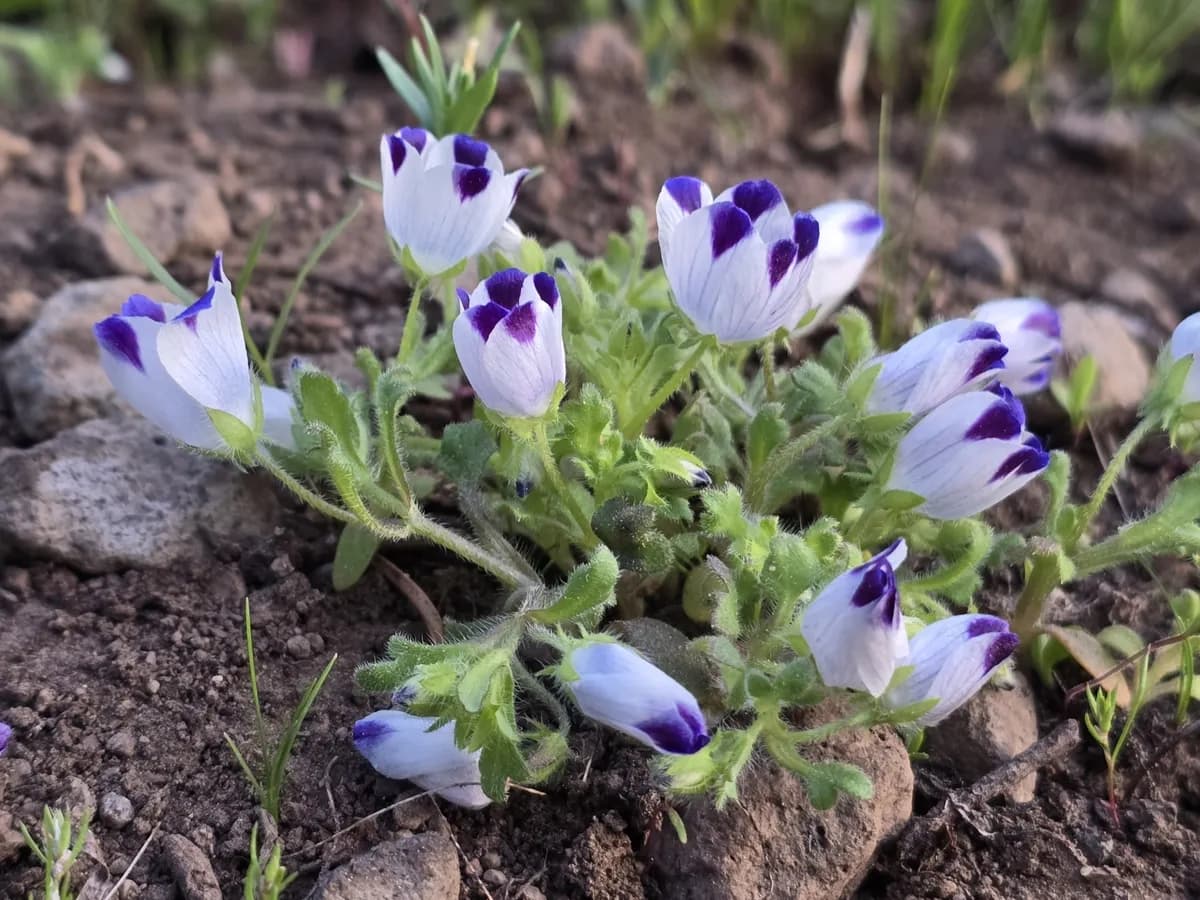 Fivespot (Nemophila maculata)