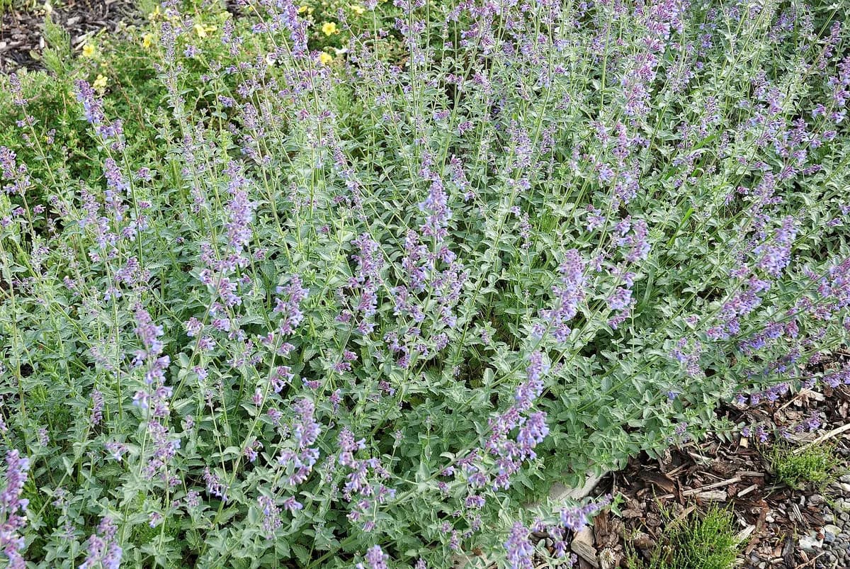 Catmint (Nepeta x faassenii)