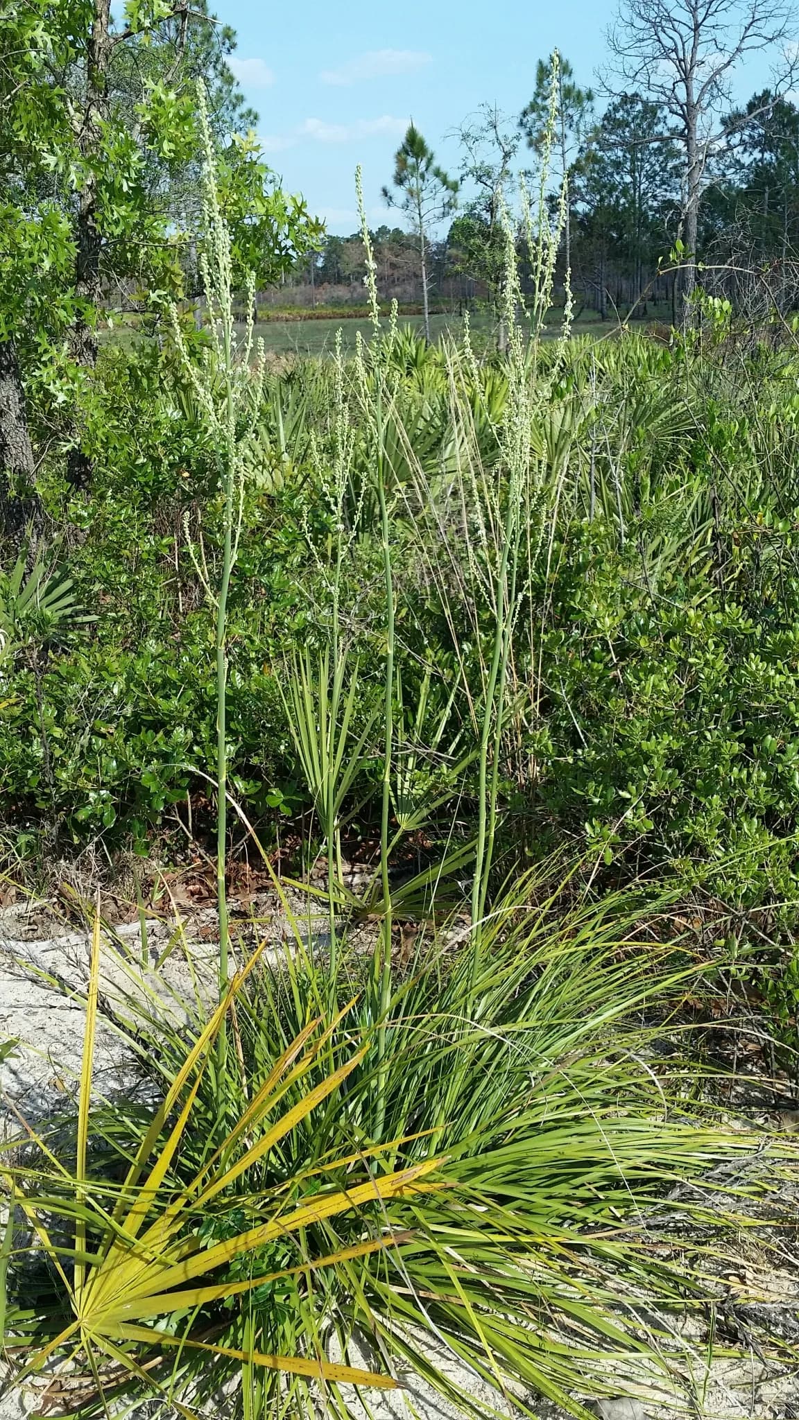 Britton's bear-grass (Nolina brittoniana)