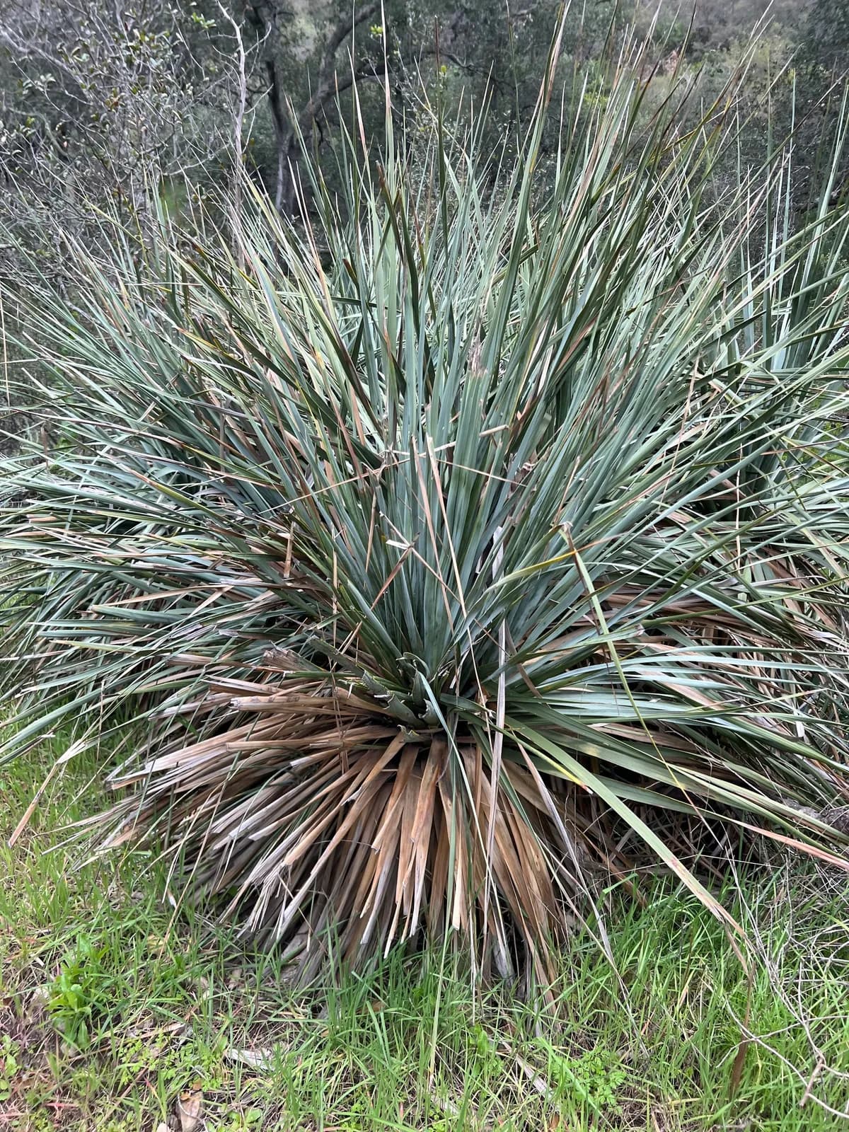 Peninsular beargrass (Nolina cismontana)