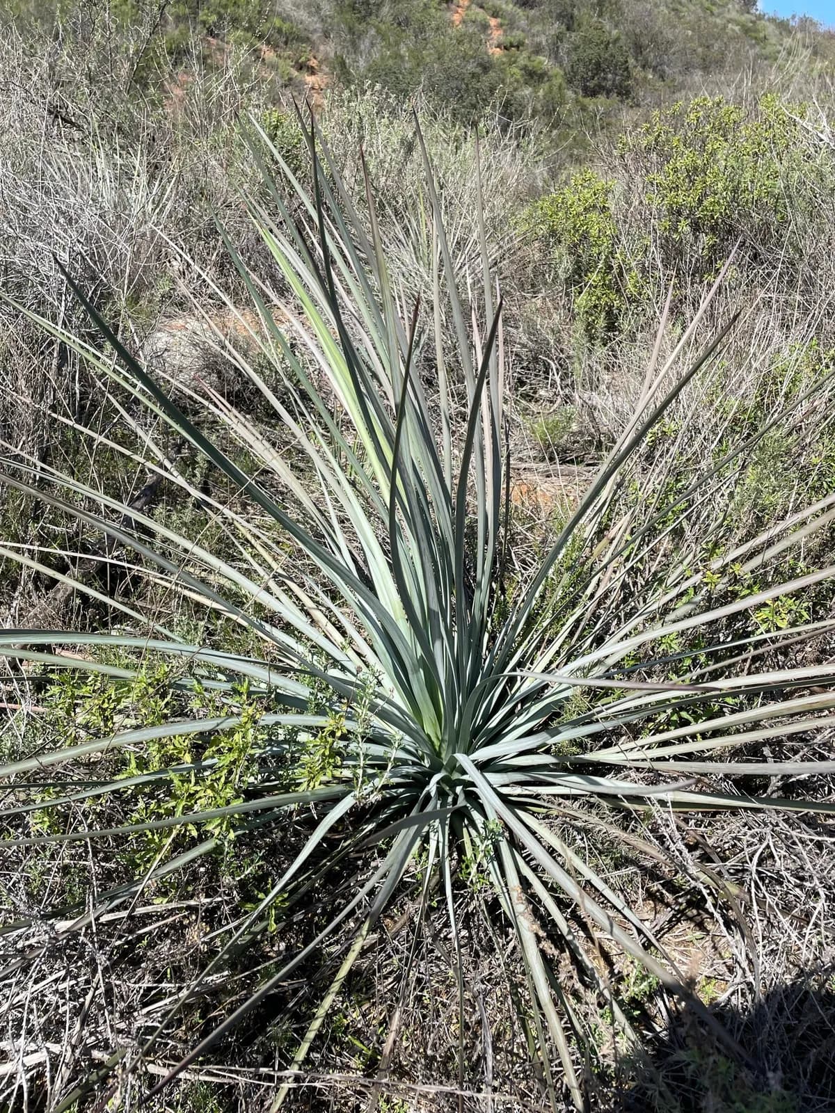 Dehesa beargrass (Nolina interrata)