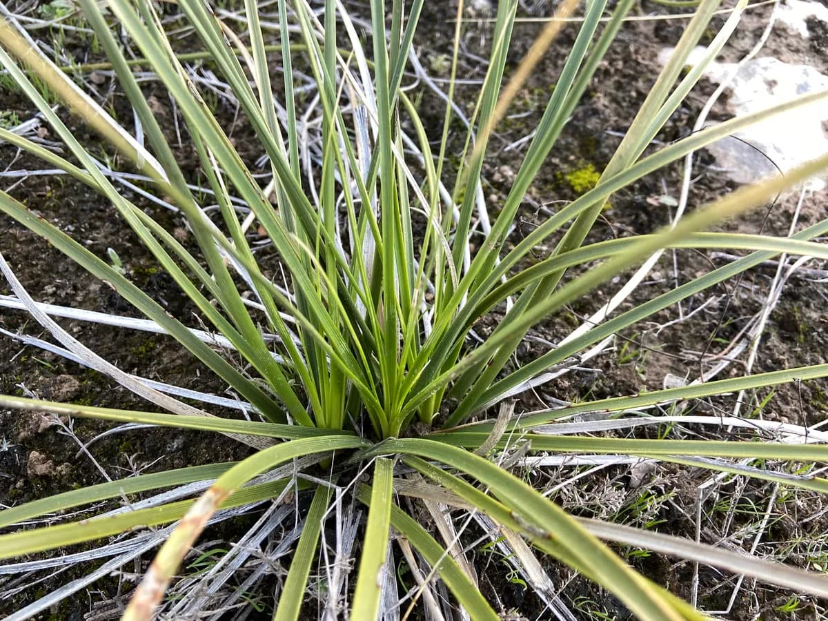 Devil's Shoestring (Nolina lindheimeriana)