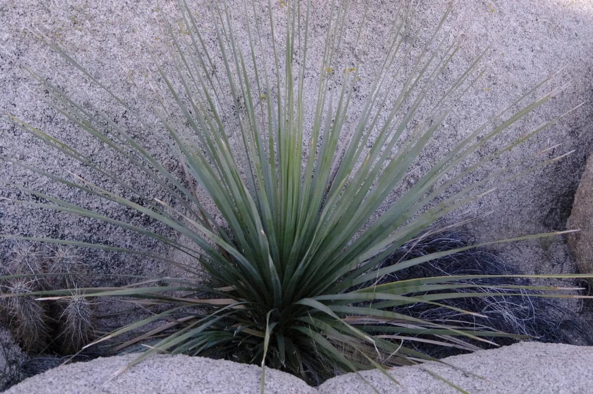 Parry nolina (Nolina parryi)