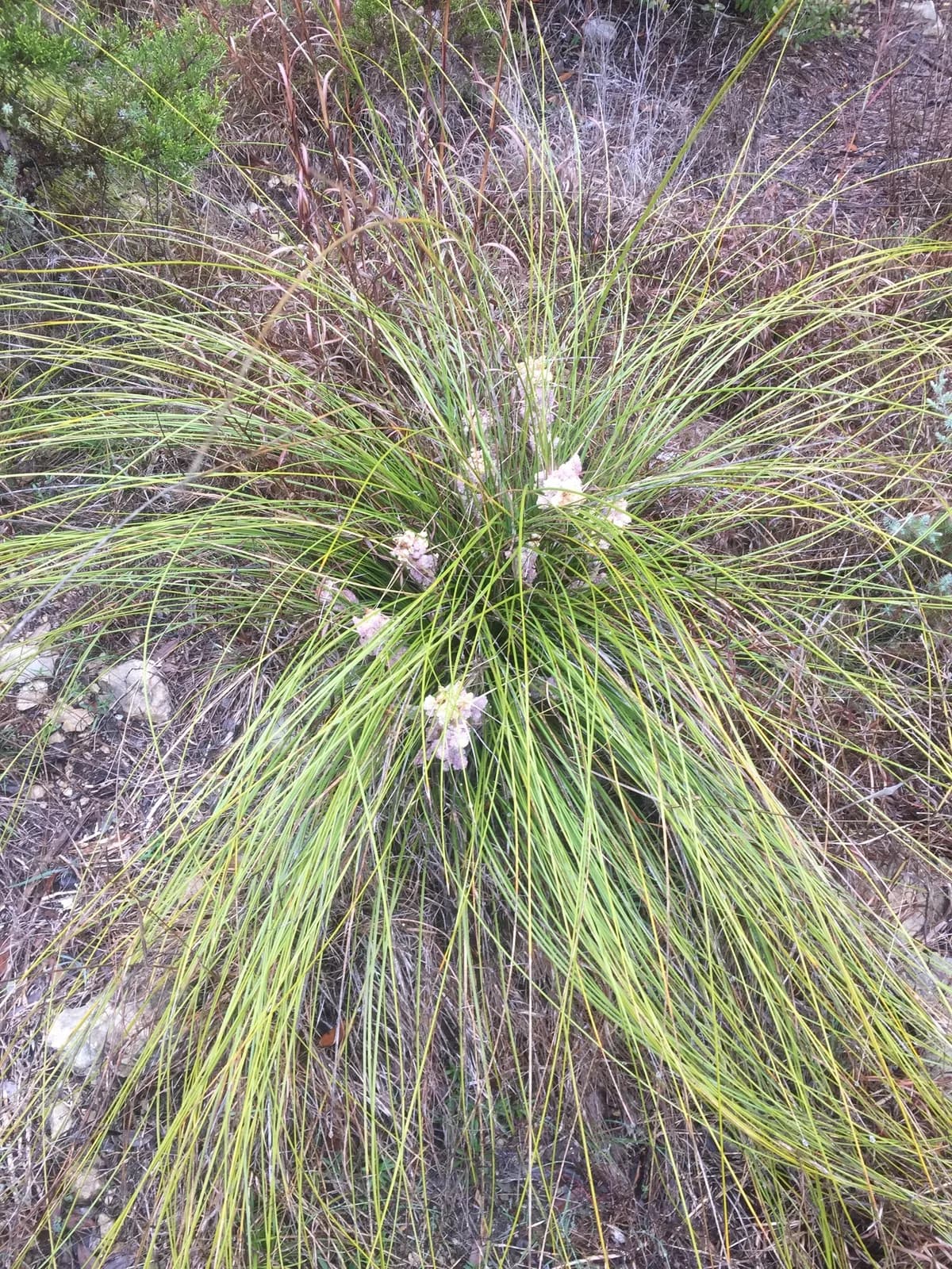 Texas Beargrass (Nolina texana)