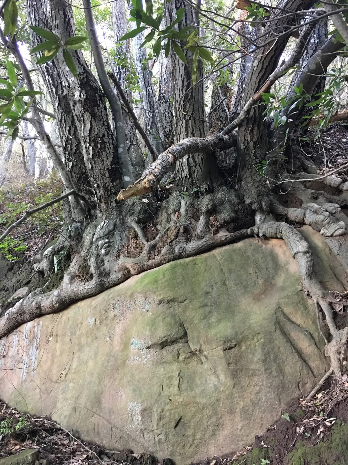 Tanoak (Notholithocarpus densiflorus)