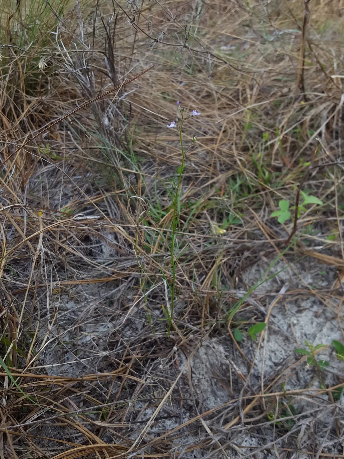 Apalachicola Toadflax (Nuttallanthus floridanus)