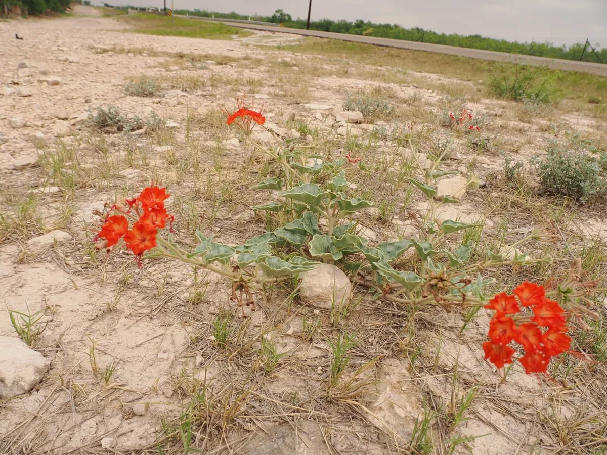 Devil's Bouquet (Nyctaginia capitata)