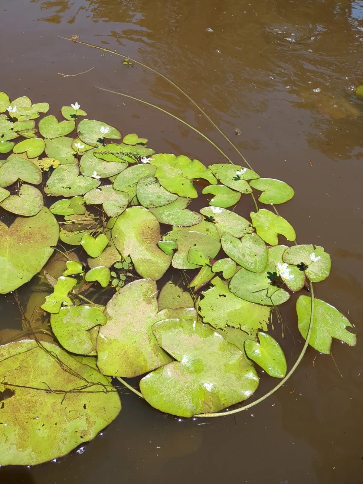 Crested Floatingheart (Nymphoides cristata)