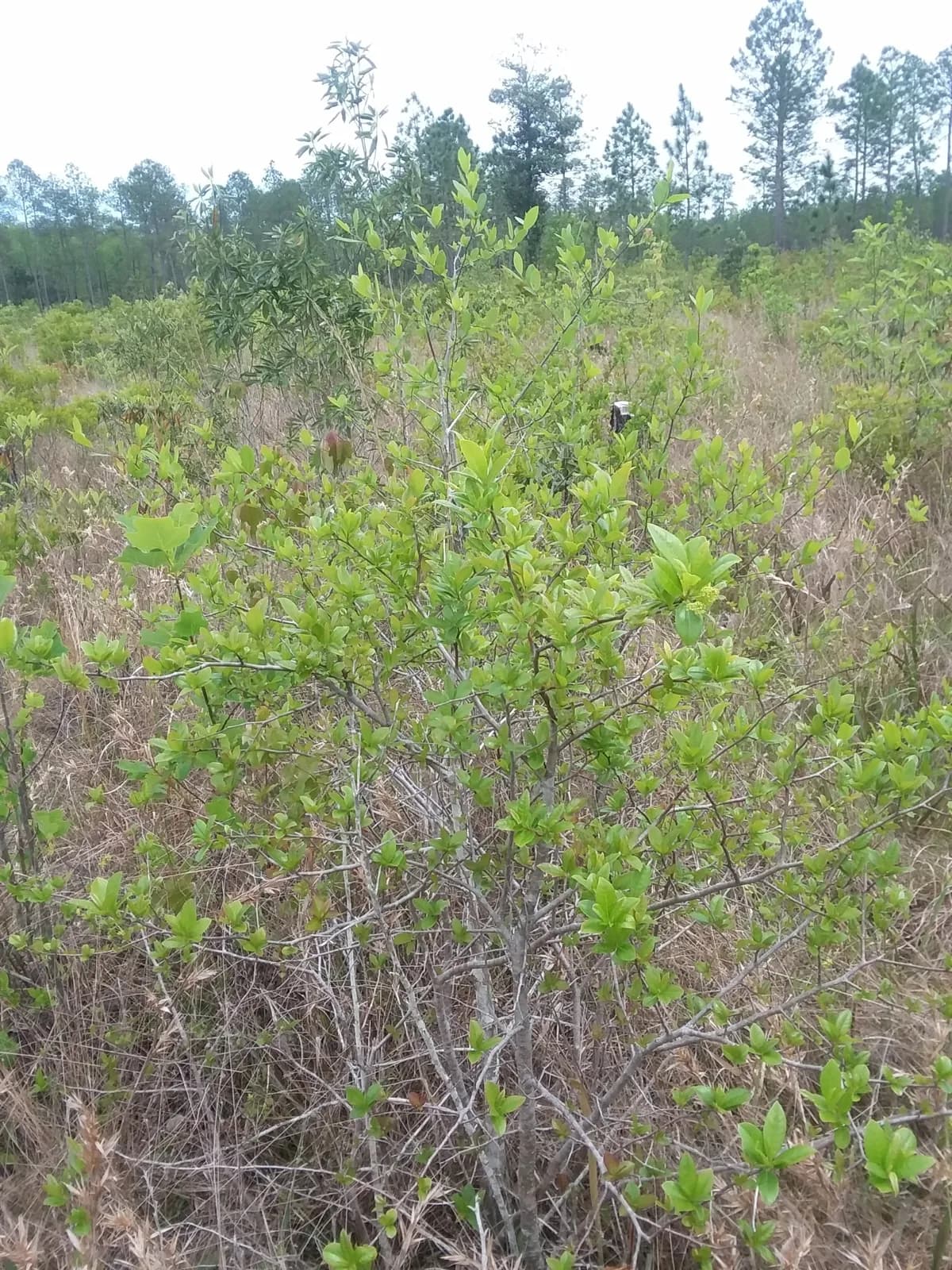 Swamp Tupelo (Nyssa biflora)