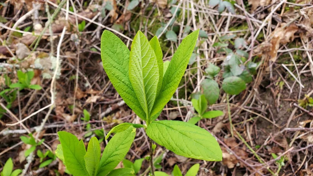 Indian plum (Oemleria cerasiformis)