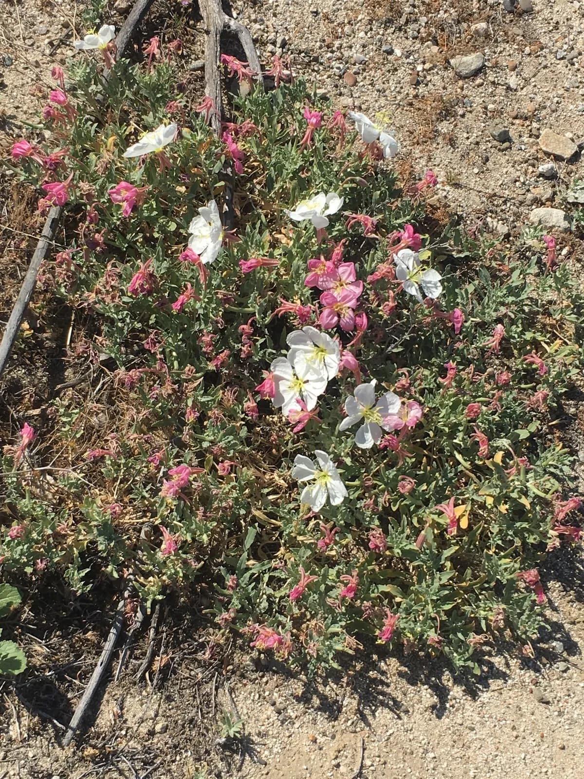 California evening primrose (Oenothera californica)