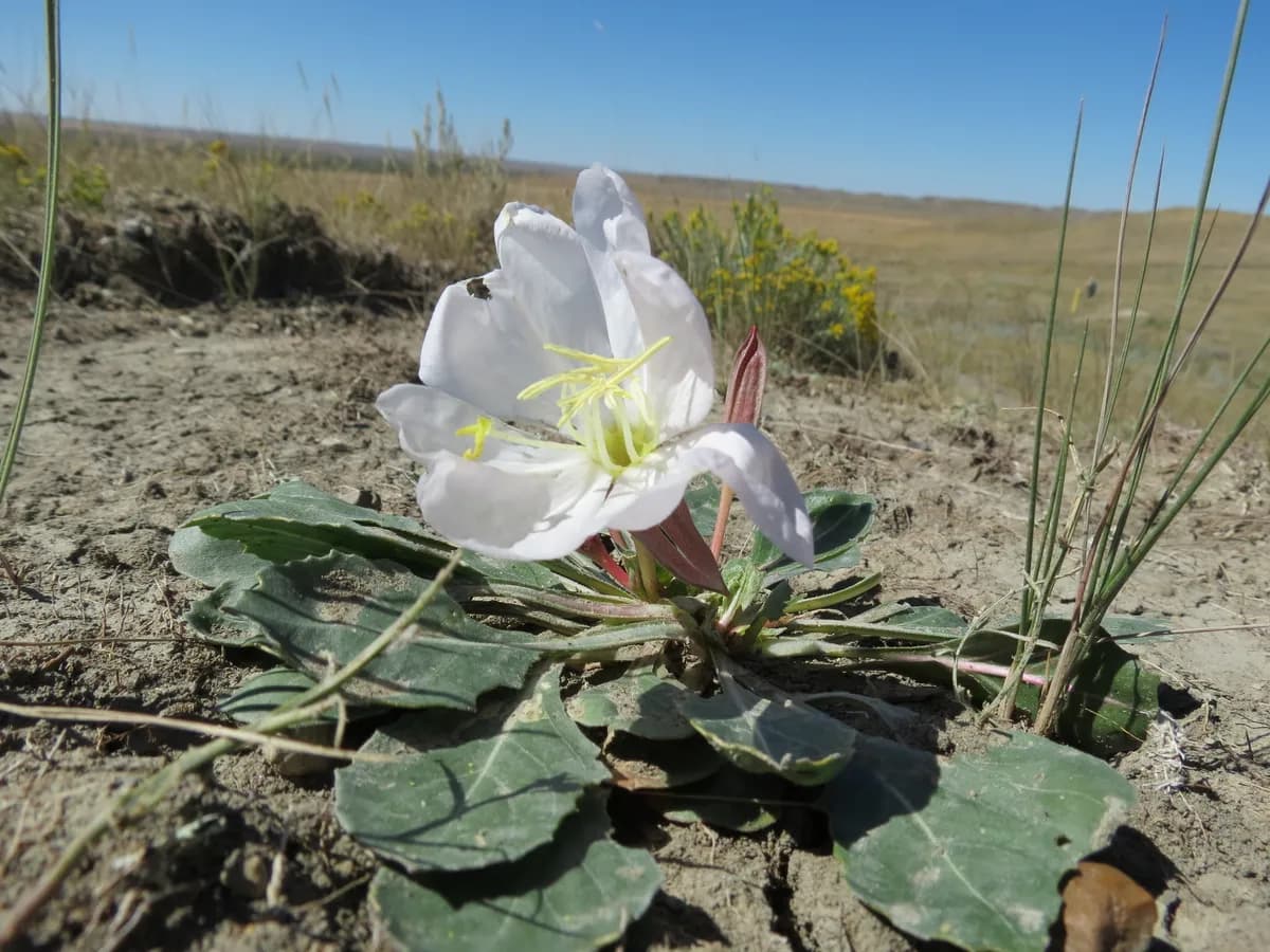 Tufted Evening-primrose (Oenothera cespitosa)