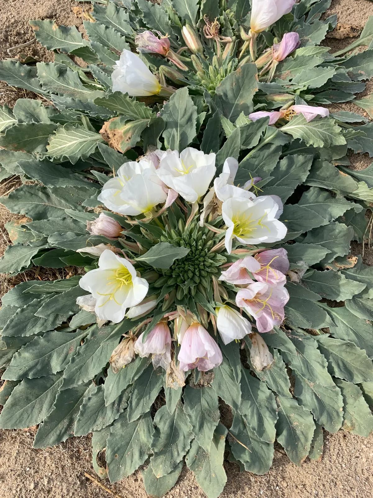 Dune primrose (Oenothera deltoides)
