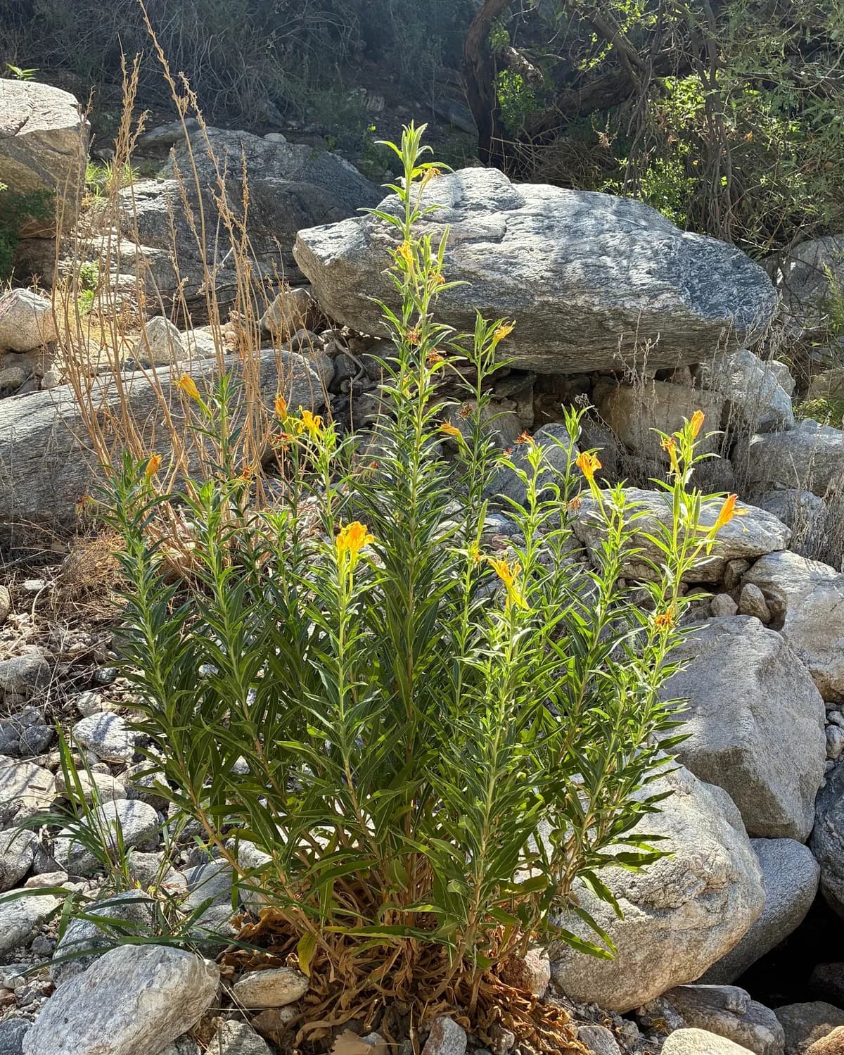Hooker's Evening Primrose (Oenothera elata)