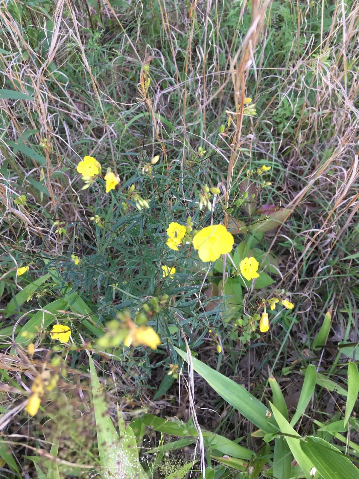 Narrow-leaf Evening-primrose (Oenothera fruticosa)