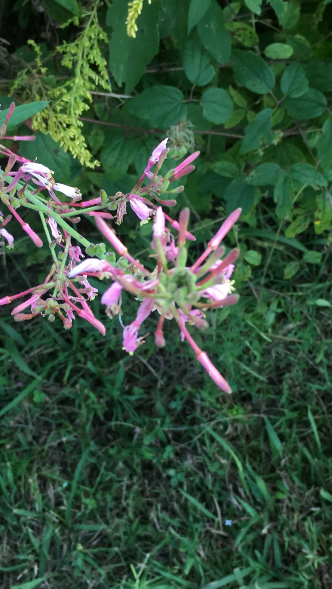Biennial Beeblossom (Oenothera gaura)