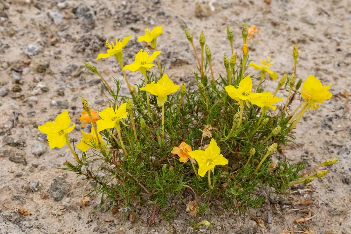 Western Primrose (Oenothera hartwegii)