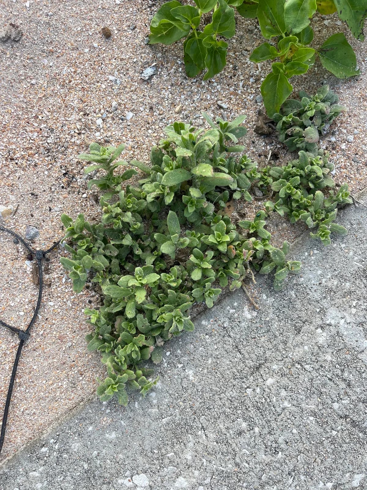 Seabeach Evening Primrose (Oenothera humifusa)
