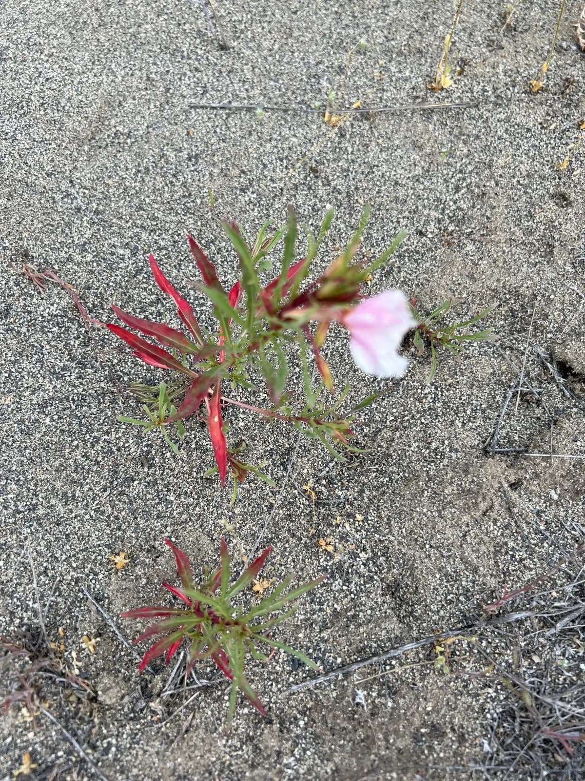 Pale evening primrose (Oenothera pallida)