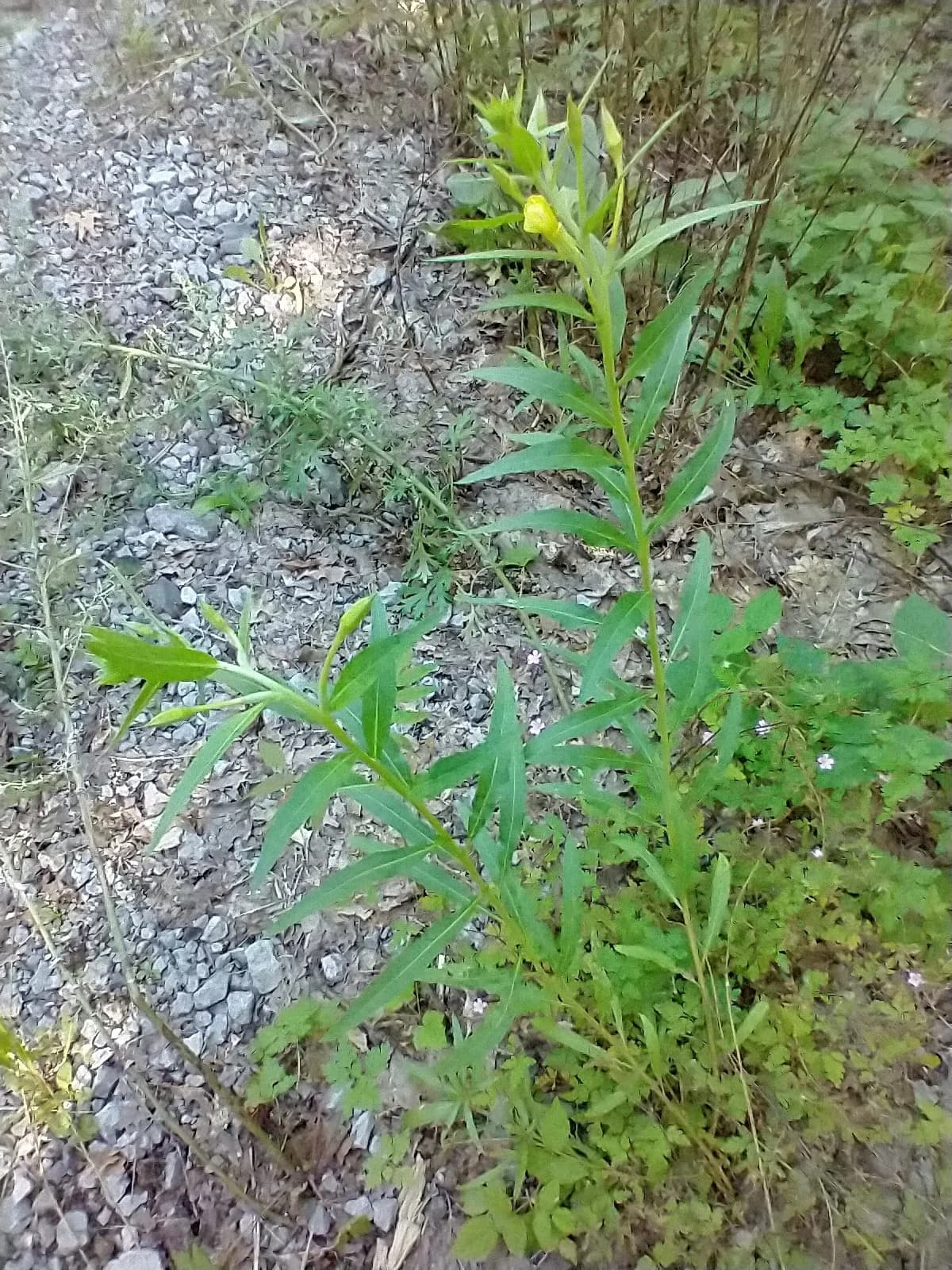 Northern Evening Primrose (Oenothera parviflora)