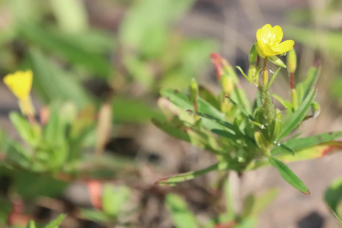 Small Sundrops (Oenothera perennis)