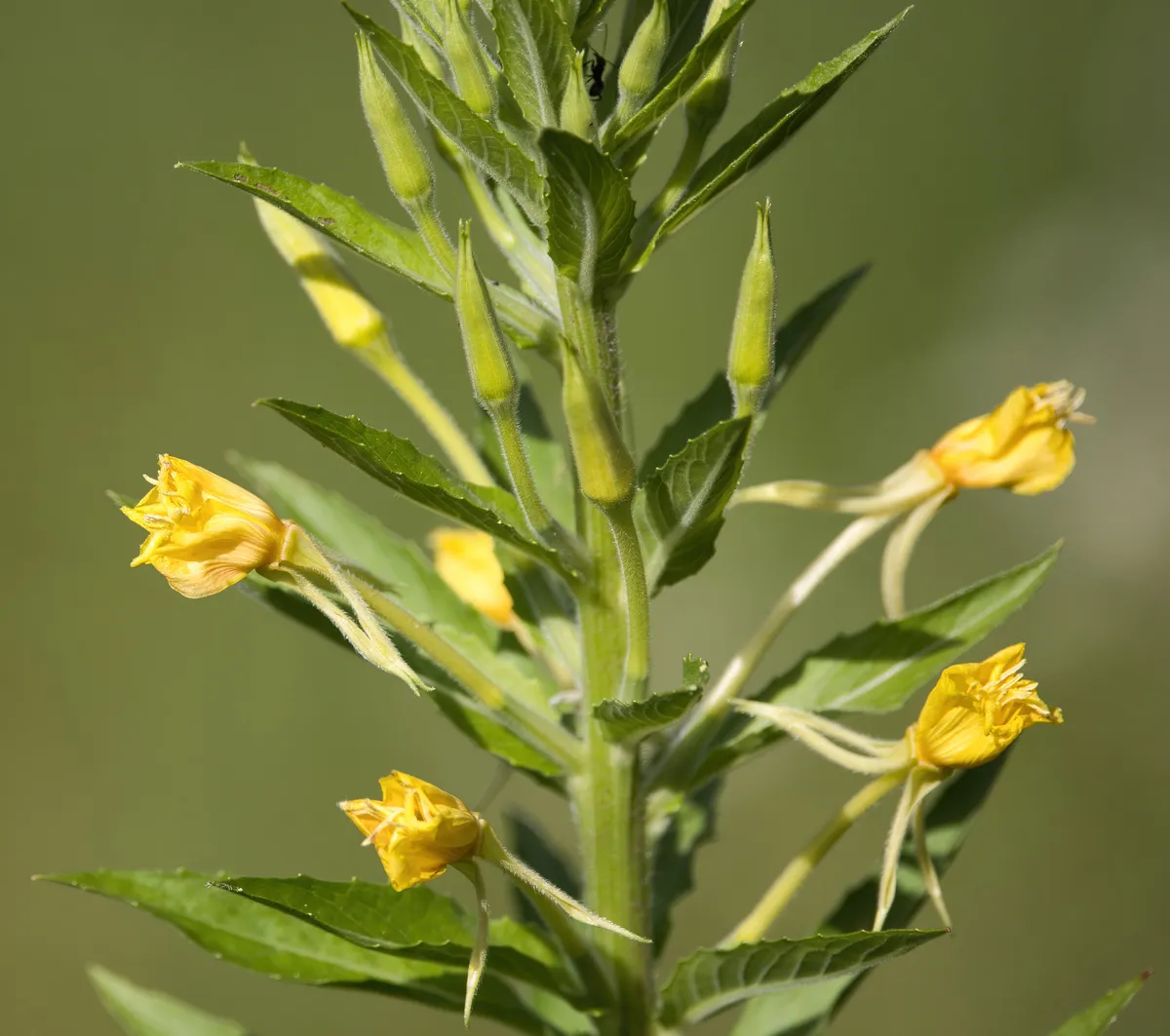 Hairy Evening Primrose (Oenothera villosa)