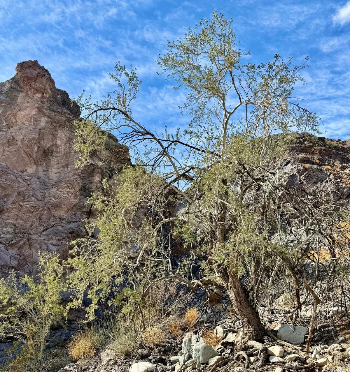 Desert ironwood (Olneya tesota)