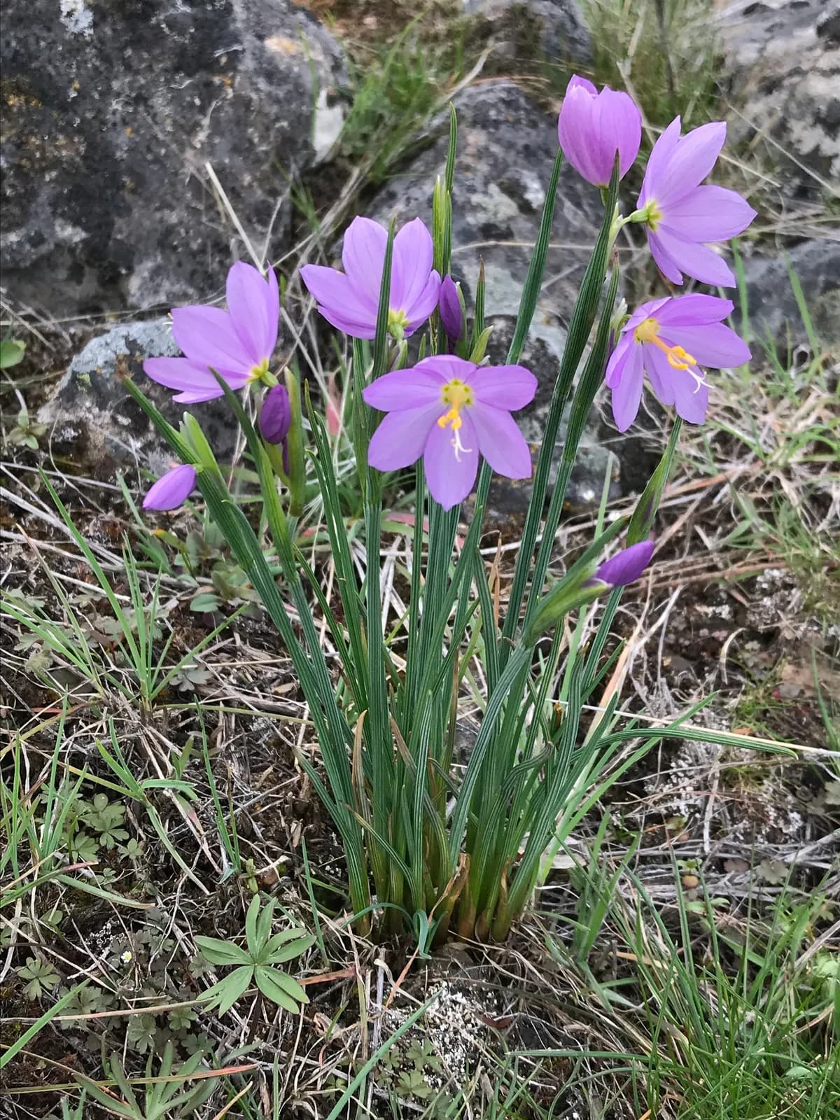 Grass widows (Olsynium douglasii)