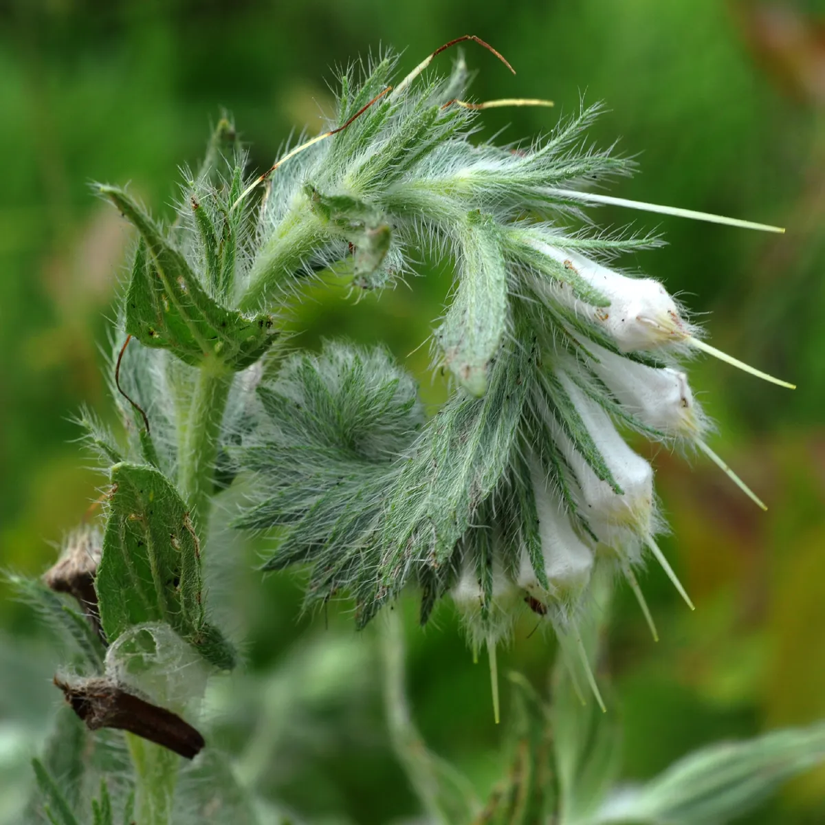 False Gromwell (Onosmodium bejariense var. bejariense)
