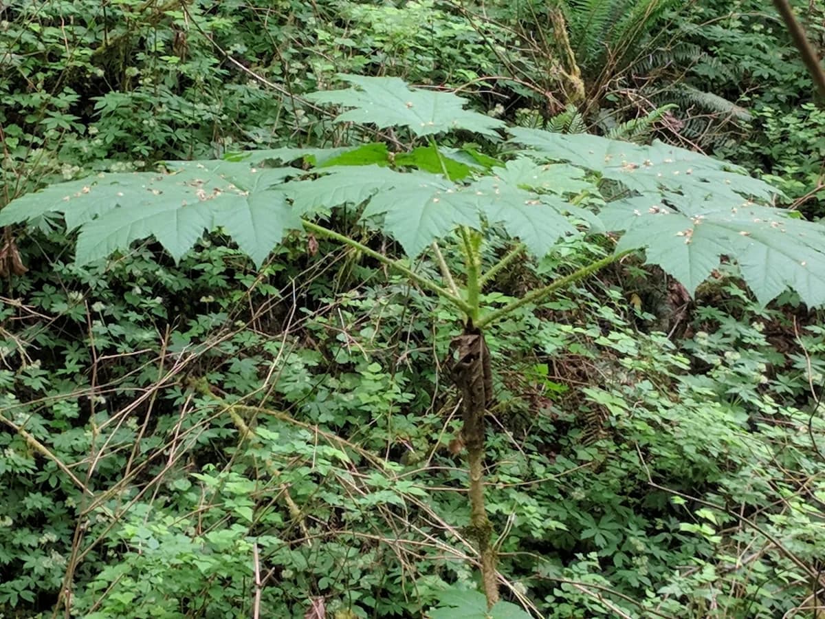 Devil's walking-stick (Oplopanax horridus)