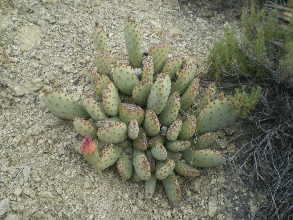 Bakersfield beaver-tail cactus (Opuntia basilaris)