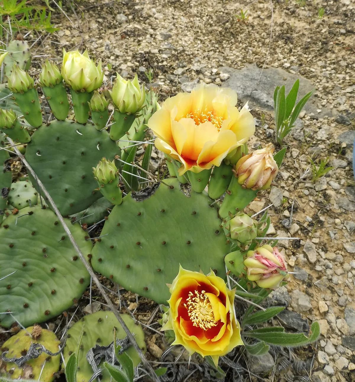 Eastern prickly pear (Opuntia cespitosa)