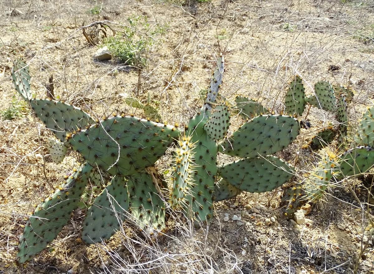Coastal pricklypear (Opuntia littoralis)
