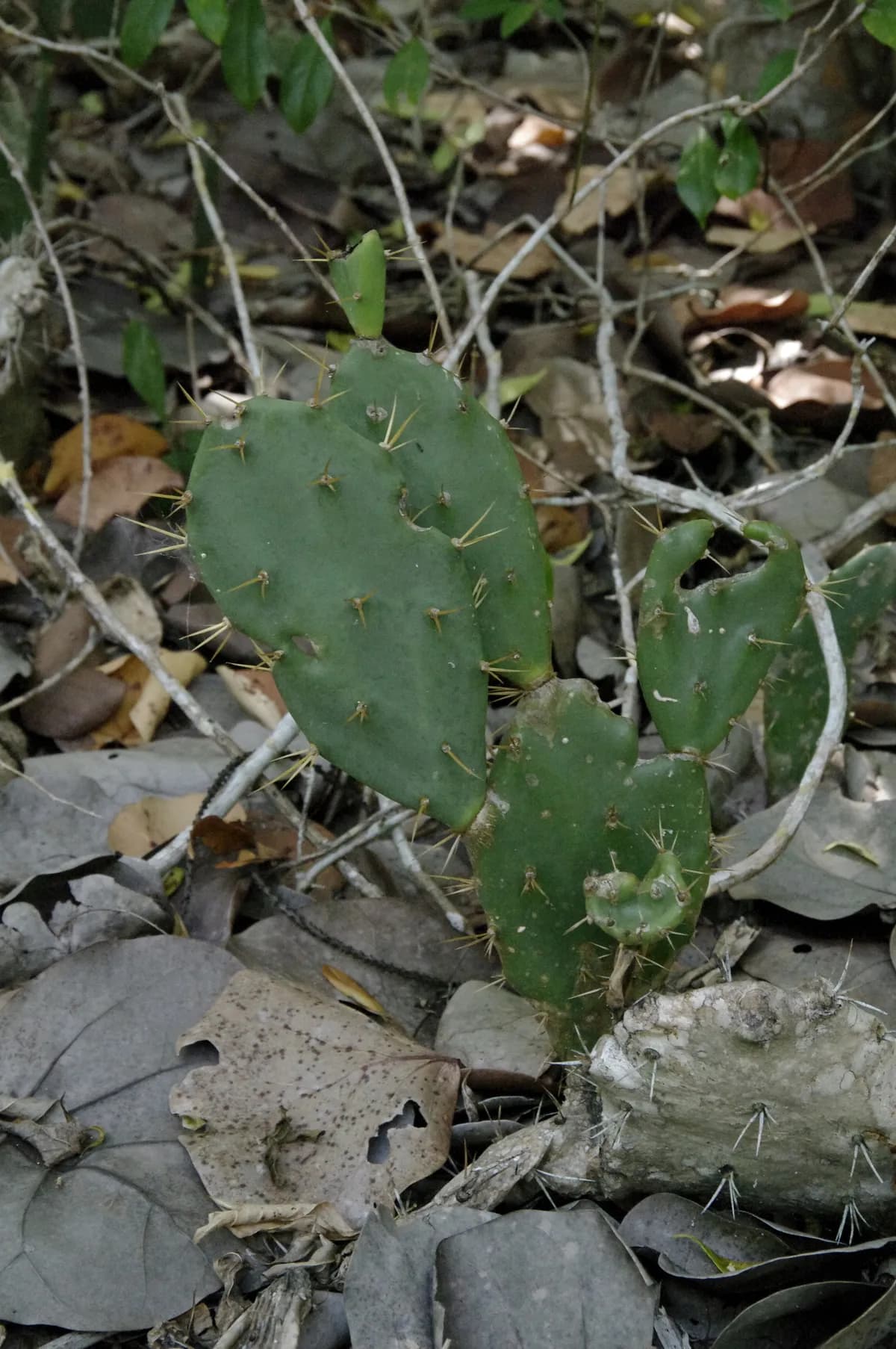 Erect prickly-pear (Opuntia stricta)