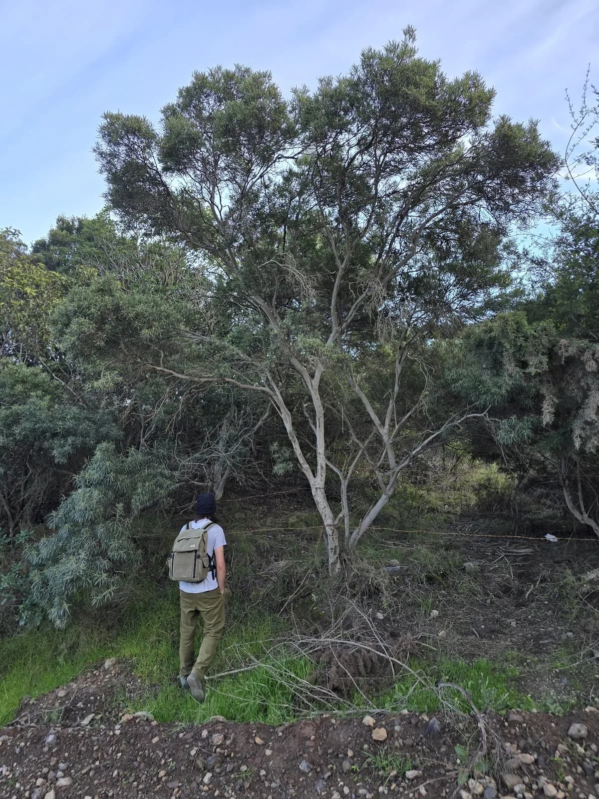 Baja california birdbush (Ornithostaphylos oppositifolia)