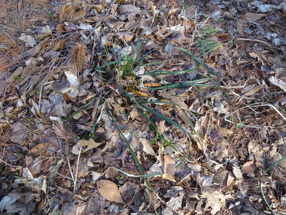 White-Grained Mountain-Ricegrass (Oryzopsis asperifolia)