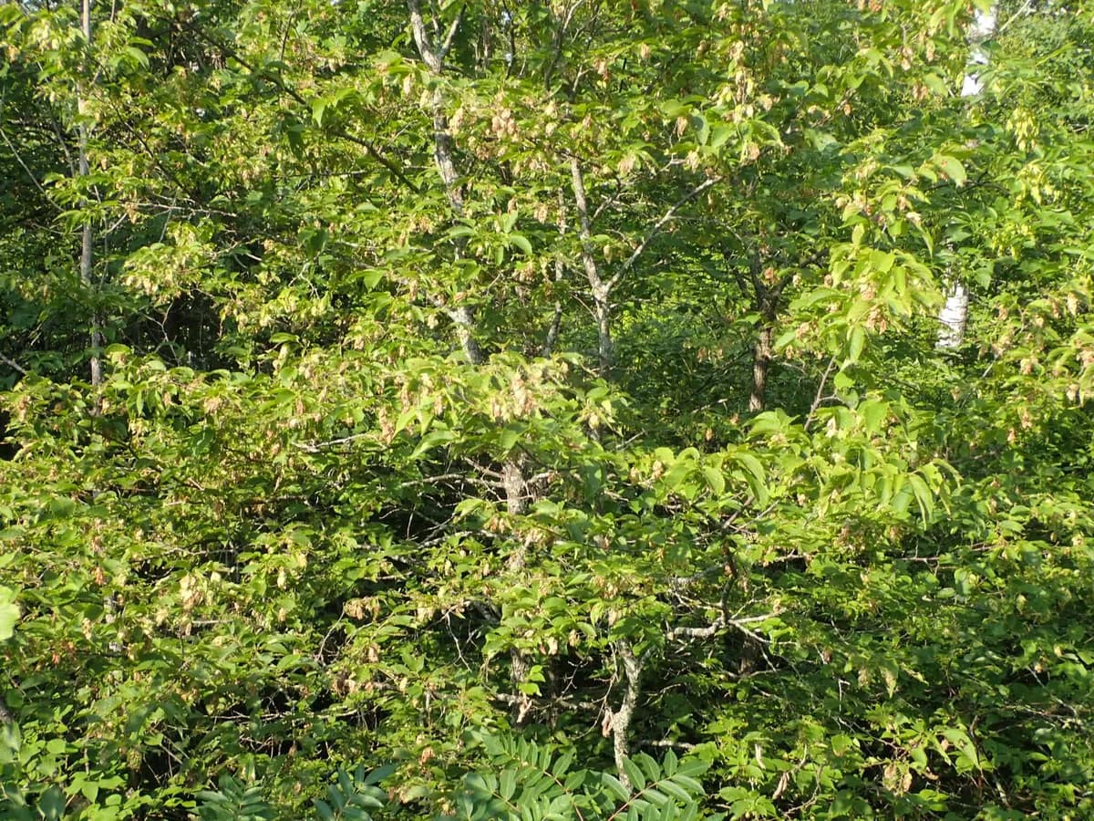 American Hop-hornbeam (Ostrya virginiana)