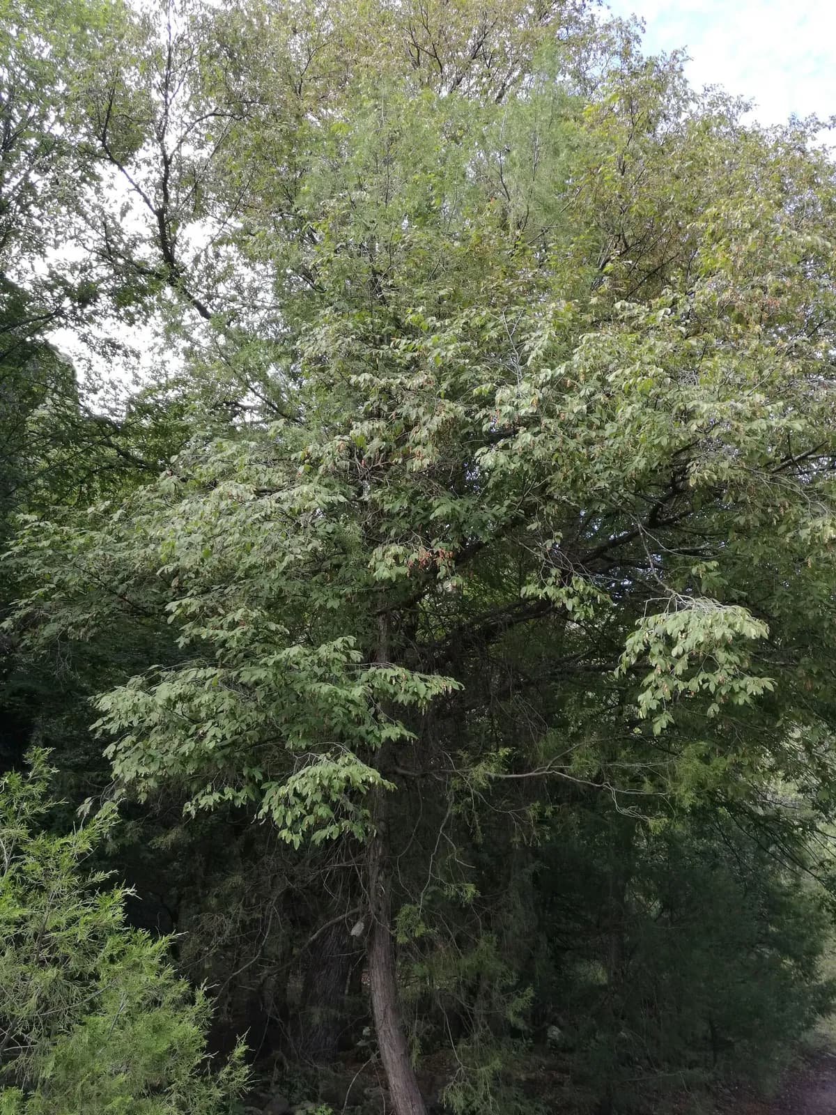 American Hop-hornbeam (Ostrya virginiana)