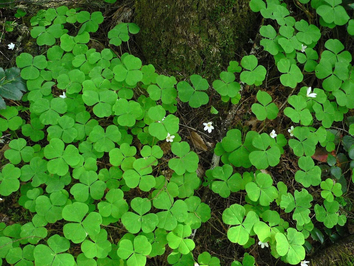Redwood-sorrel (Oxalis oregana)