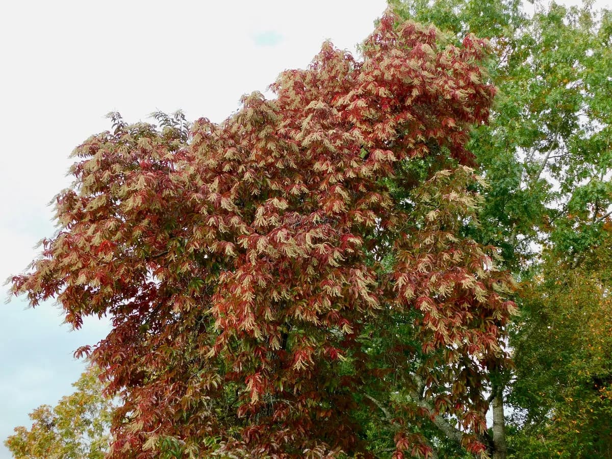 Sourwood (Oxydendrum arboreum)