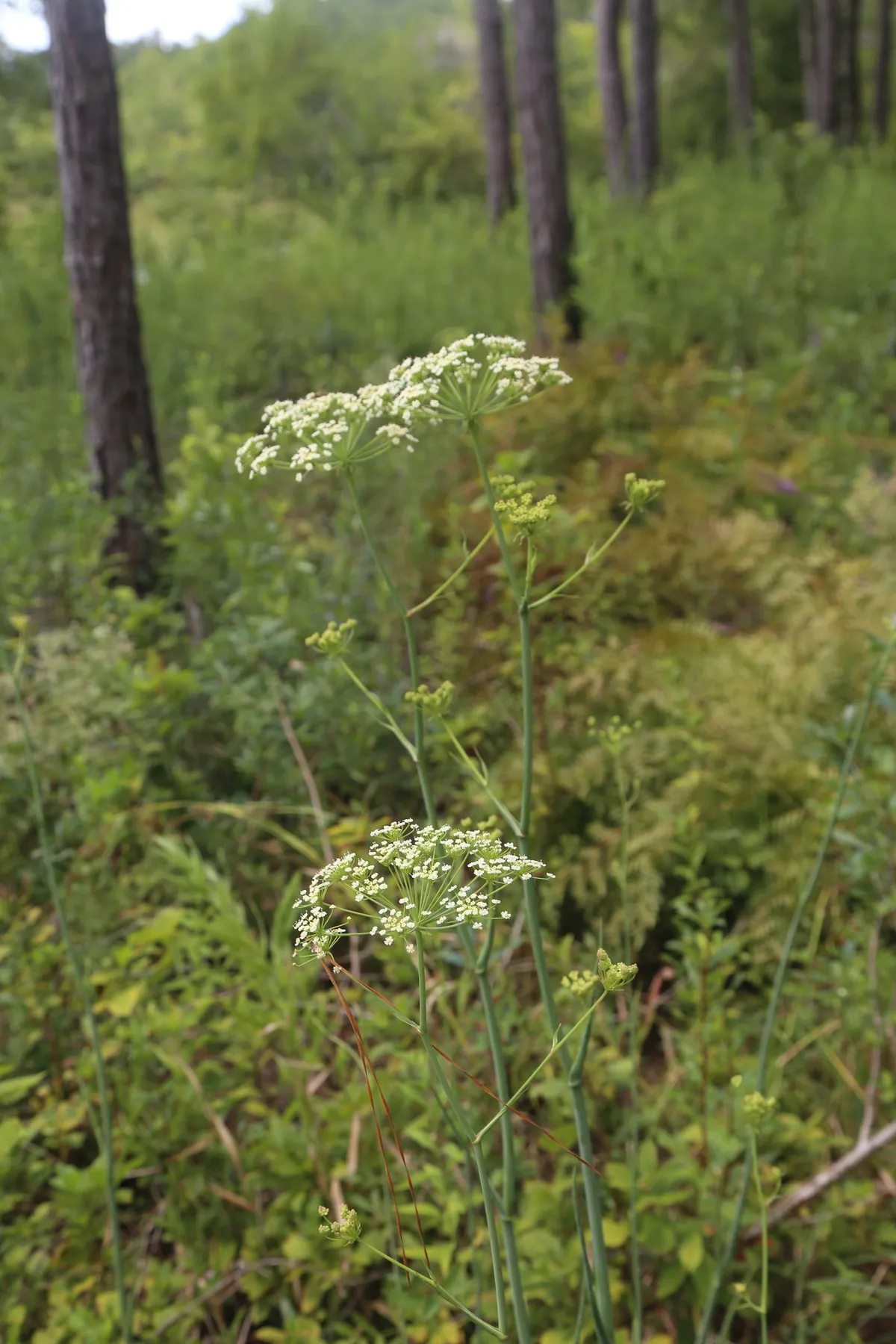 Water cowbane (Oxypolis filiformis)