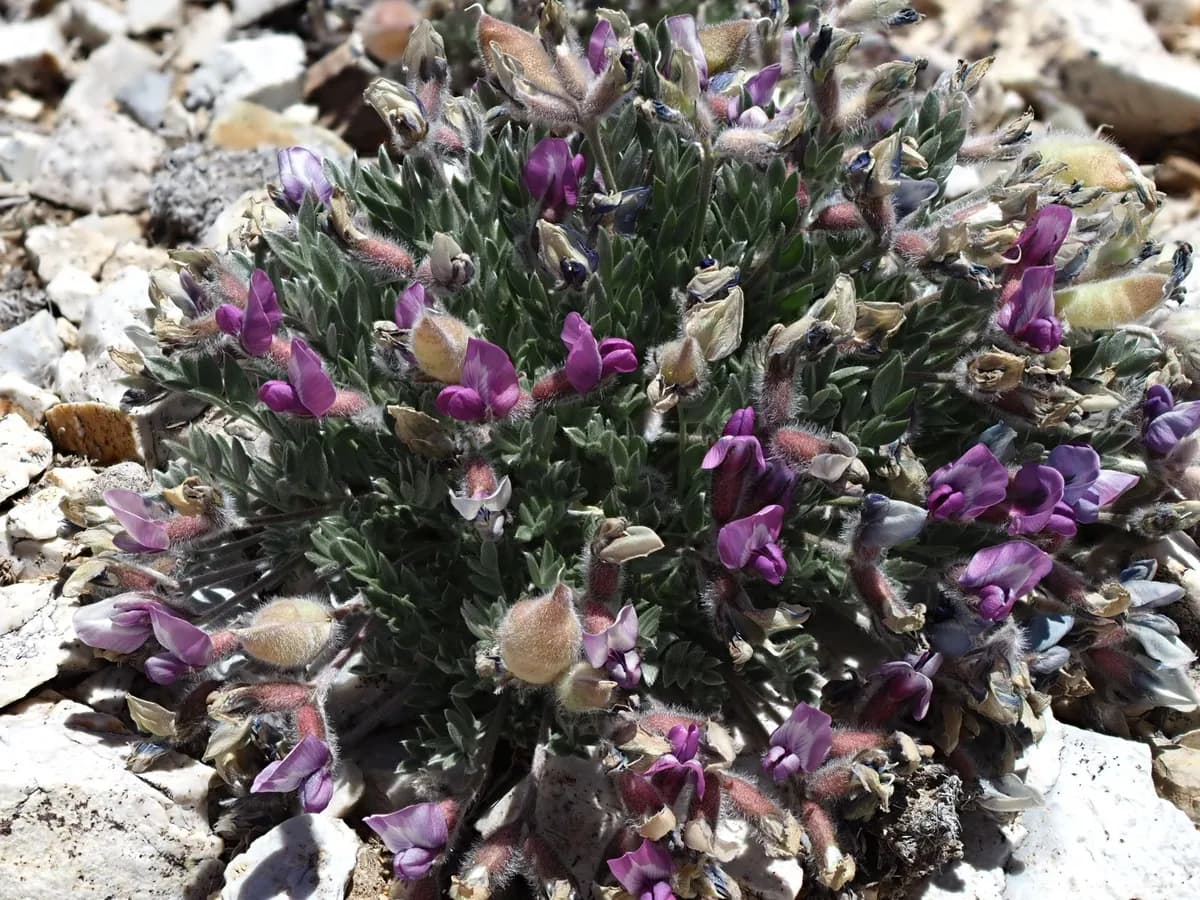 Mountain Oxytrope (Oxytropis oreophila)