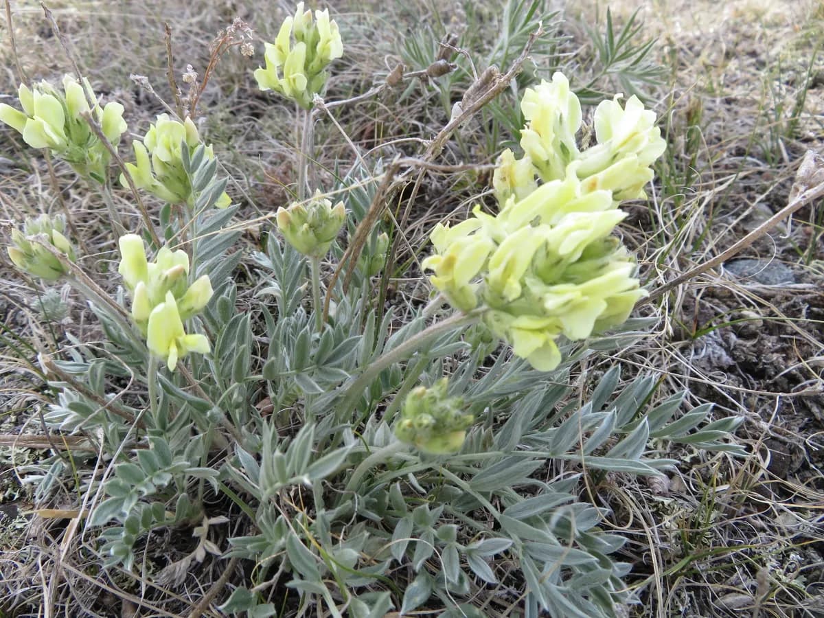 Early Yellow Locoweed (Oxytropis sericea)