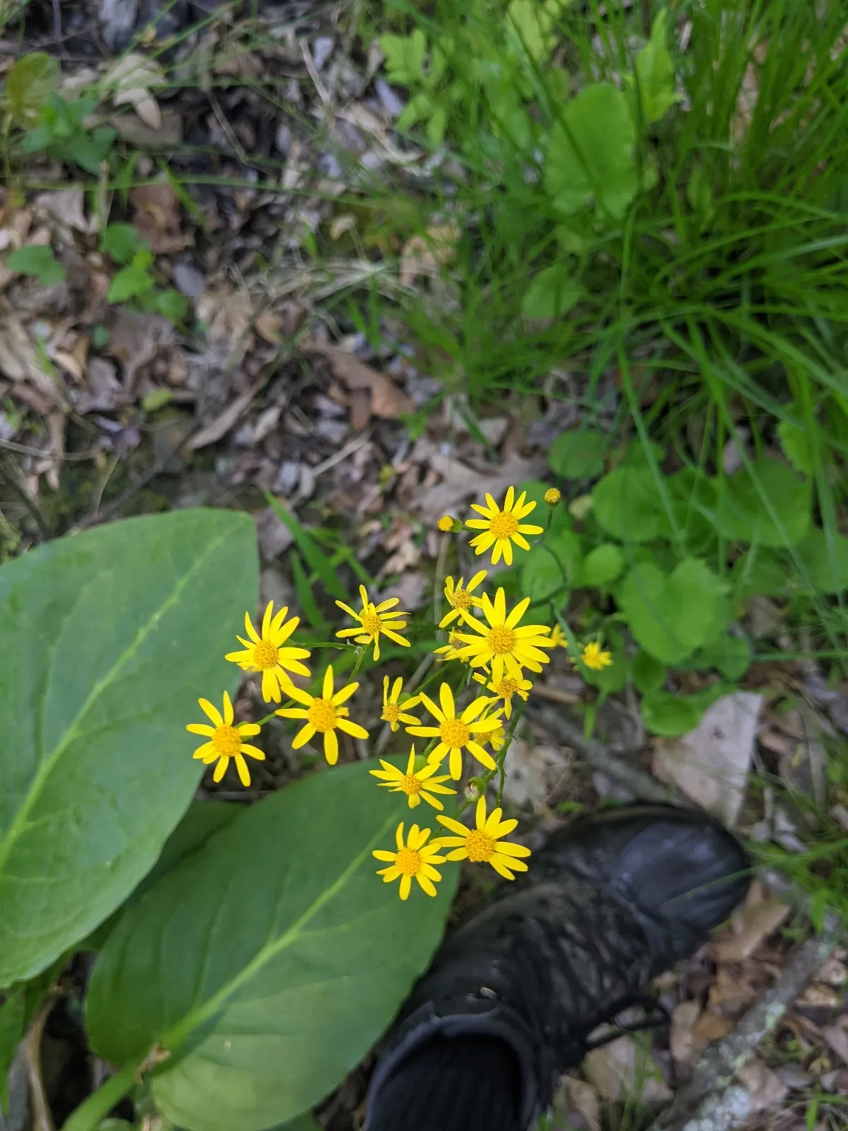 Golden Groundsel (Packera aurea)