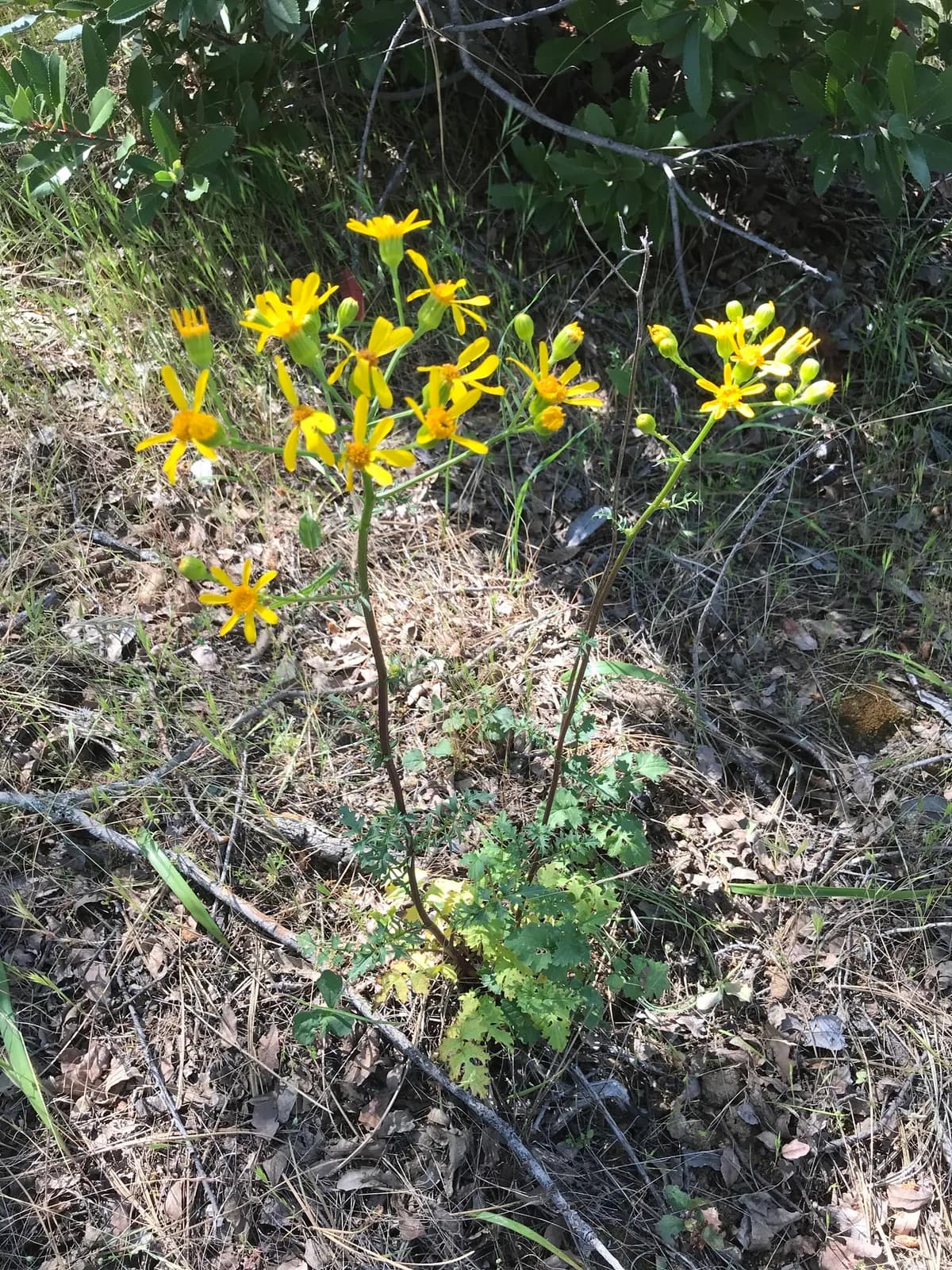 Brewer's groundsel (Packera breweri)