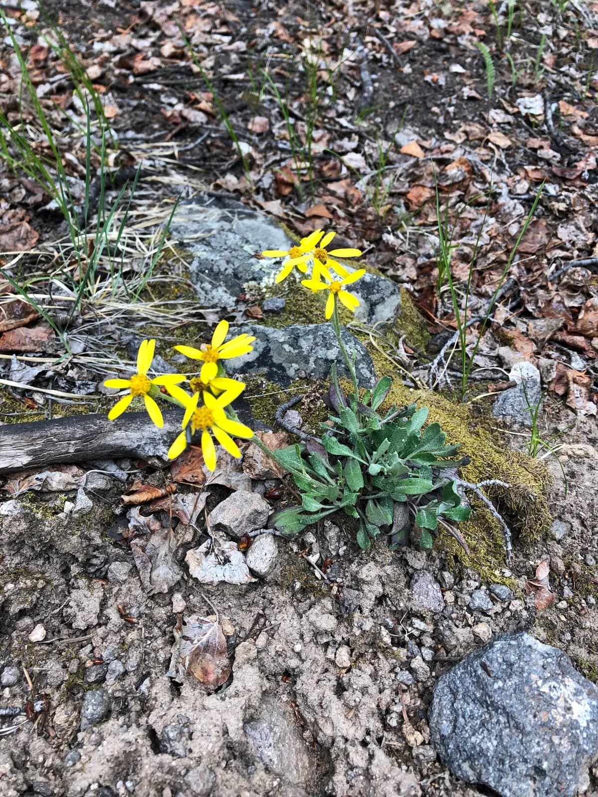 Hoary Groundsel (Packera werneriifolia)