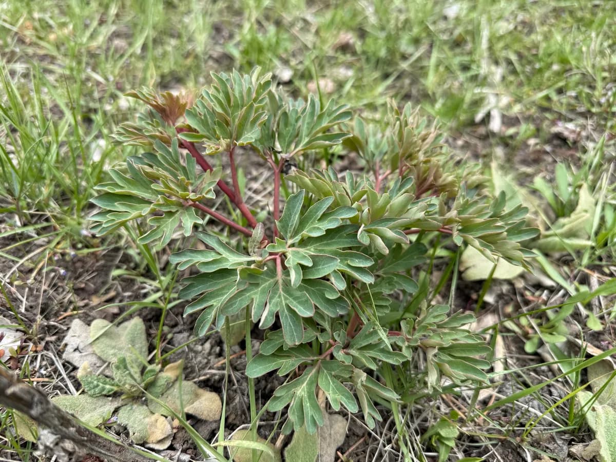 Brown's Peony (Paeonia brownii)