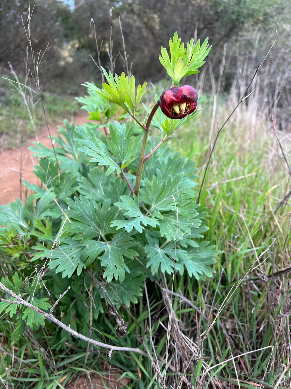 California peony (Paeonia californica)