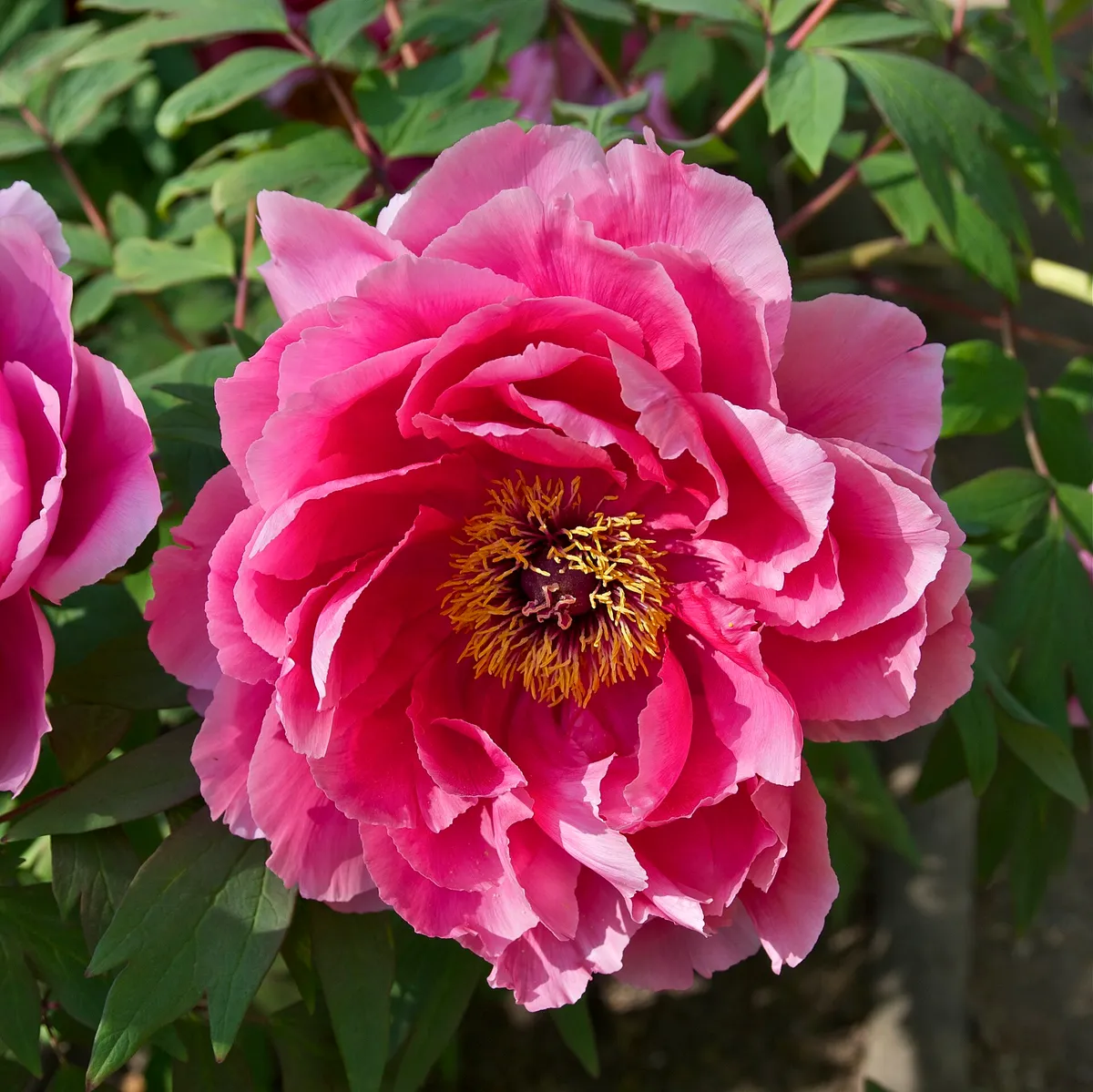 Tree Peony (Paeonia suffruticosa)
