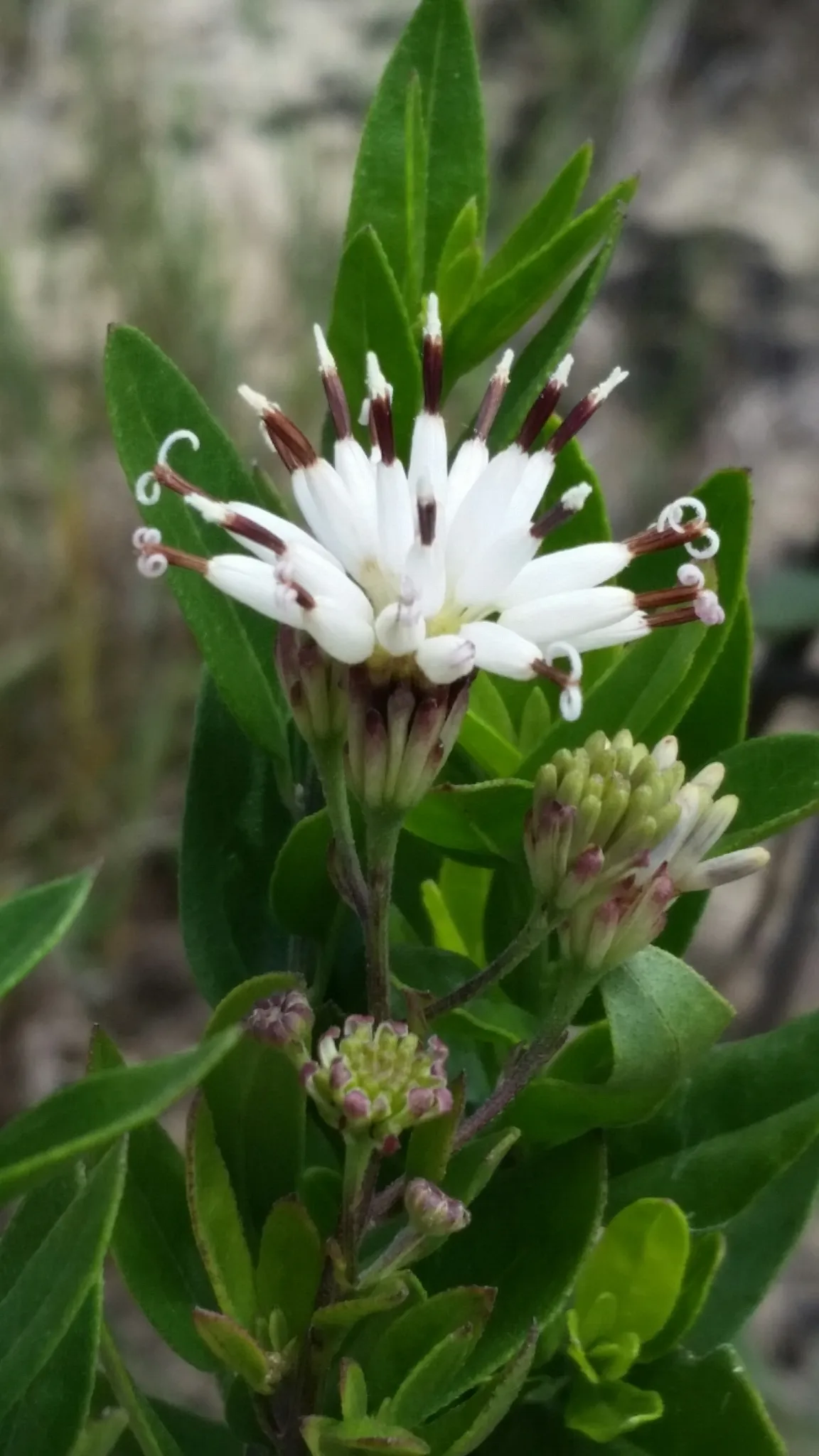 Feay's palafox (Palafoxia feayi)